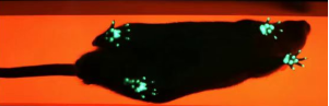 苏州拉夫海思科技有限公司.png