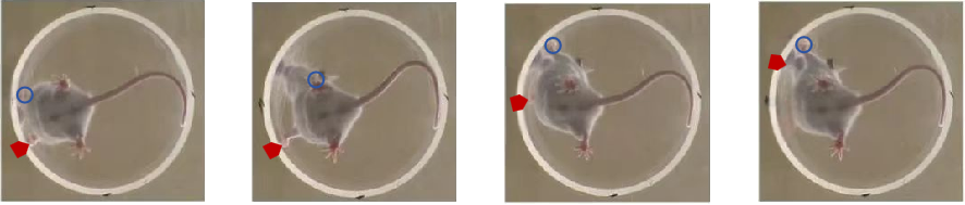 小鼠绕壁横向探索.png
